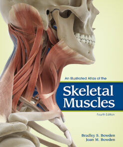 An Illustrated Atlas of the Skeletal Muscles ebook