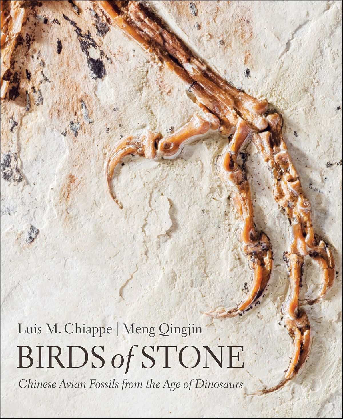 Birds of Stone: Chinese Avian Fossils from the Age of Dinosaurs ebook