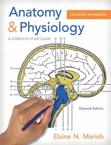 Anatomy and Physiology Coloring Workbook A Complete Study Guide 11th Edition by Elaine N. Marieb ebook