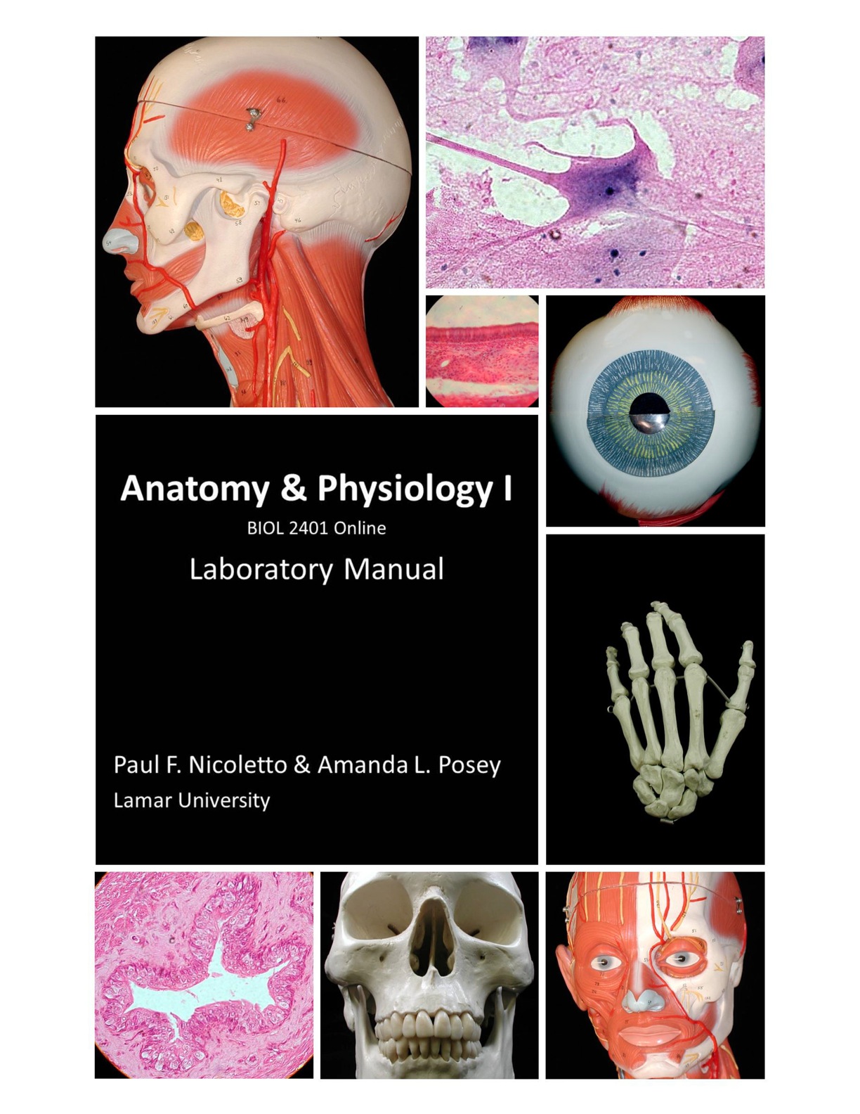 Anatomy and Physiology II ebook